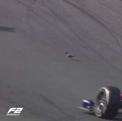 These pigeons are mental.