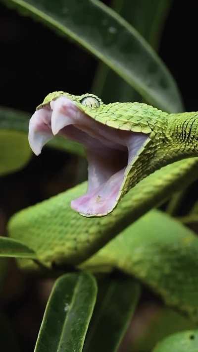 High quality yawn