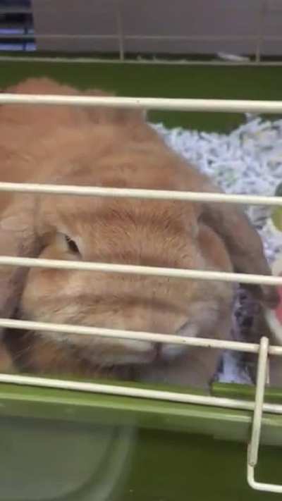 Petting one of our boarding bunnies at work (Hopsy) to get on her good side, but I think she&rsquo;s still planning my death