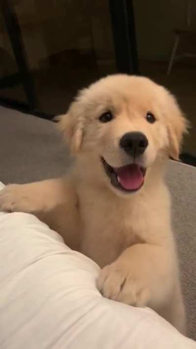 My little boy Maui! He&rsquo;s 11 weeks old and the sweetest.