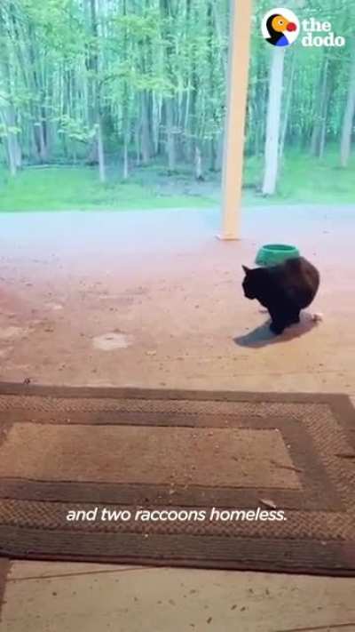 Trash pandas find a slice of heaven