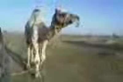 Camel