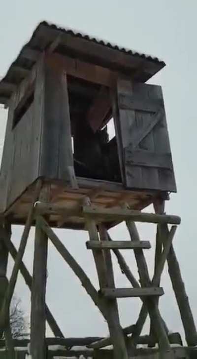 A Polish forester had quite a visitor in a deer stand