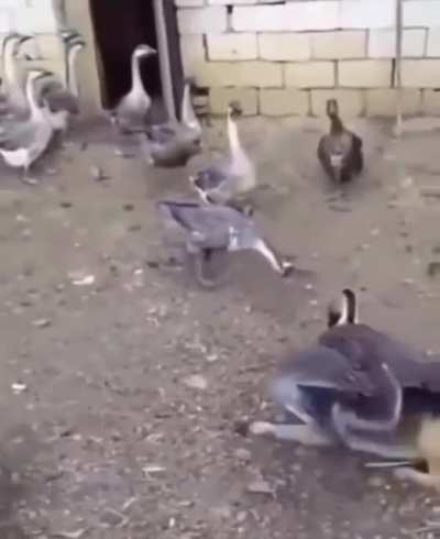 K&ouml;peği sikiyorlar