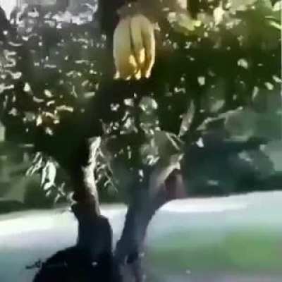 Nanna man protecting his people.
