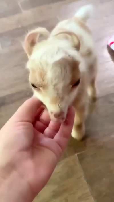 Cute Little Baby Goat...look at his little tail...