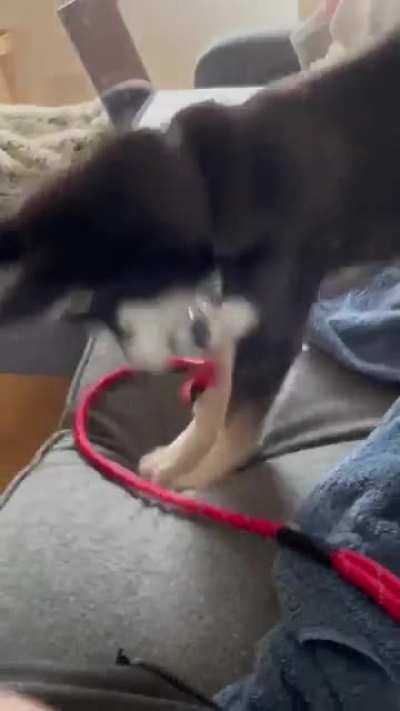 I was right in the middle of a Zoom call and Floki decided to start trampolining next to me&hellip;