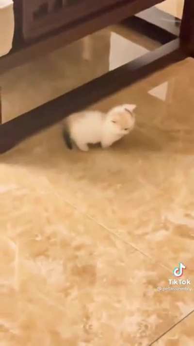 i&rsquo;m sorry for tiktok but it&rsquo;s sooo smoool and floofy