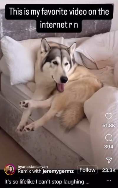 Using AI to bring photo of a husky to life doesn&rsquo;t go to plan