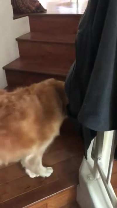 Stella is very happy to be going on her walk today. My friend goes every day to walk her for some elderly neighbors. He&rsquo;s a good guy and Stella is the very best of girls.