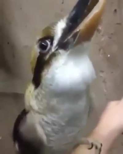 Listen to the amazing song of this bird