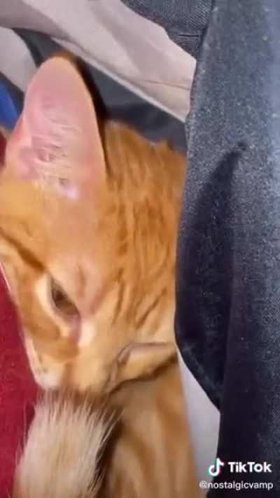 BONK