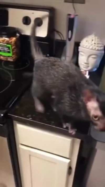 It's like a hairless cat... with hair