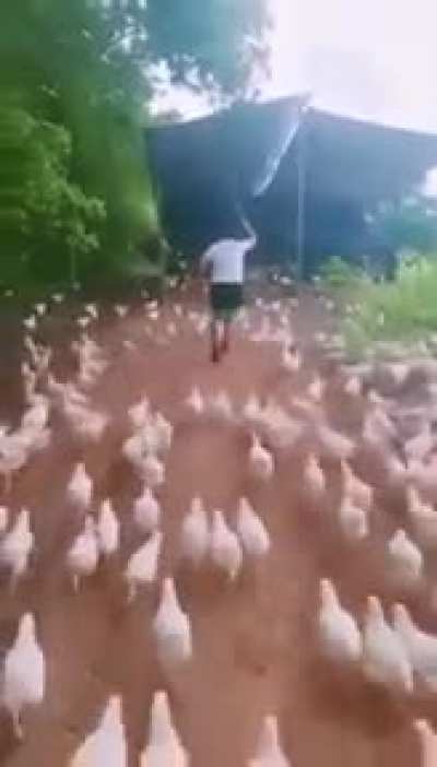 Hens Army