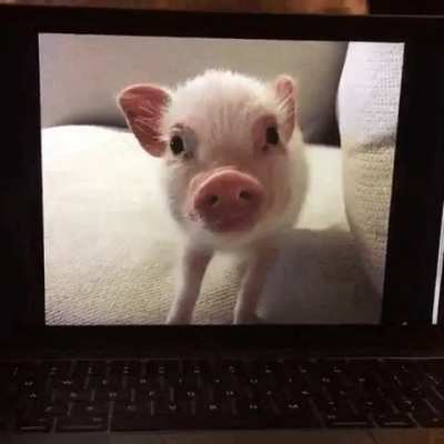 OINK OINK