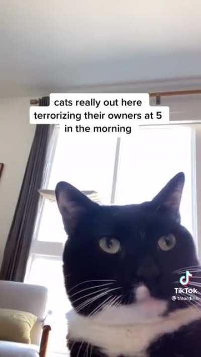 my cat at 5 am