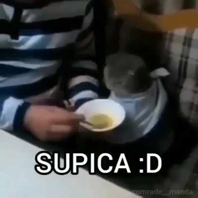 BOSNIAK CAT!!!!!1 STRONK