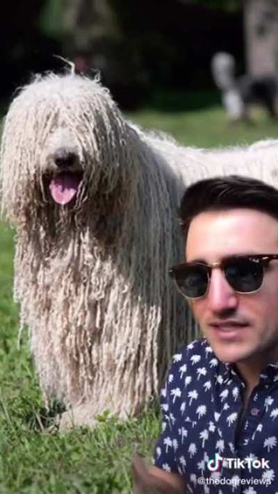 This guy reviews dog breeds and it&rsquo;s hilarious  