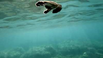 Baby Sea Turtles venturing into the blue