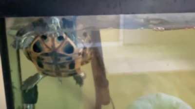 Per request in another post&rsquo;s comment section, here is a video of my turtle begging for food.