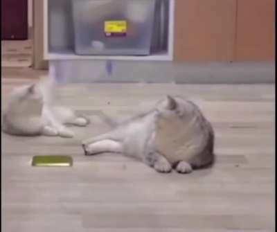 Cat unintentionally kicks a bottle and ends up doing a bottle-flip on the other cat&rsquo;s head.