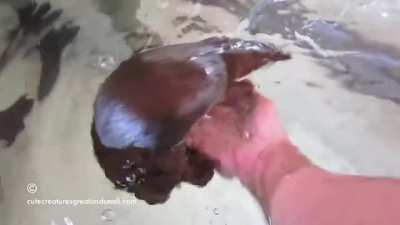 Platypuses/Platypi are extremely affectionate, also have the most REM sleep of any animal. (5.8-8 h/day)