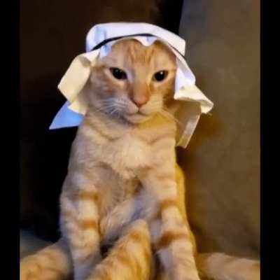 Istanbul Cats be Like