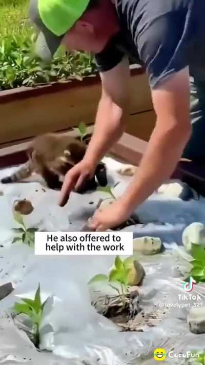Lil helper