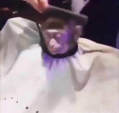 monkey haircut