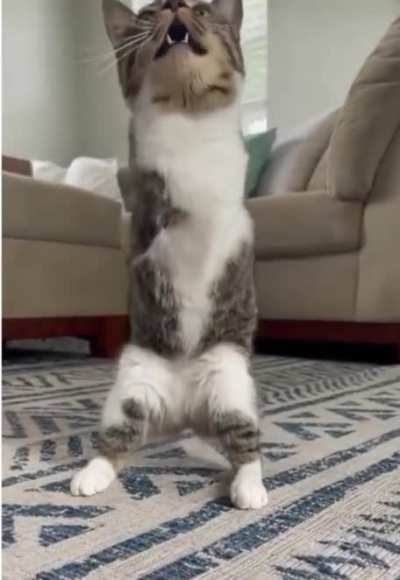 Rawr!