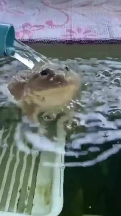 A little politoed
