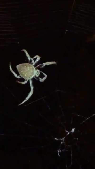 Brissy Spider&rsquo;s - anyone know the type?