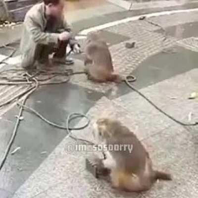 monke