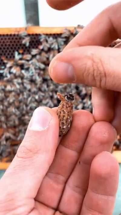 Have you ever seen a queen bee? Behold&hellip;.Her Majesty