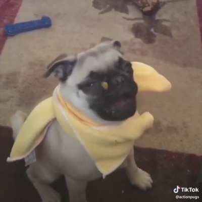 El perro est&aacute; bien, as&iacute; que 👍