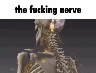 the absolute fucking nervous system within this individual
