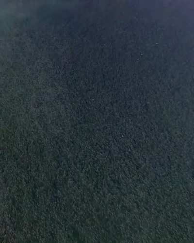Biggest school of fish I&rsquo;ve ever seen