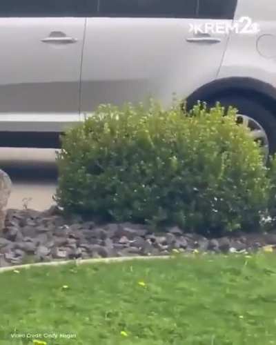 Driver hops curb, drives on sidewalk to chase kid on bike