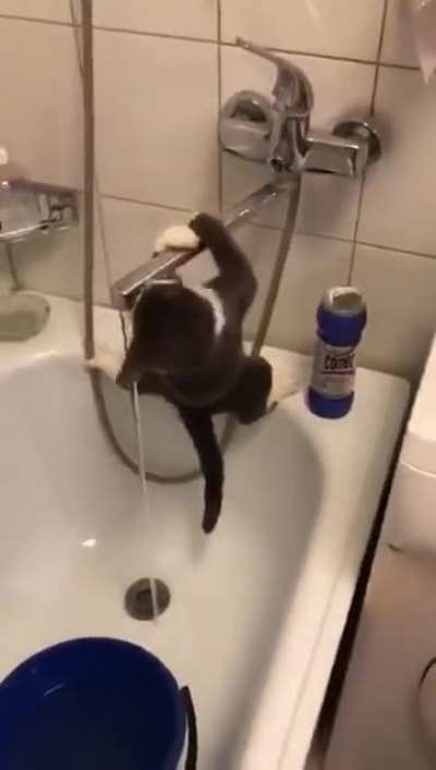 Funny cat let me continue filming and not help at all