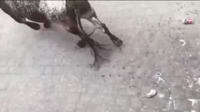Bull Brutally Turns Man Into A Human Ragdoll