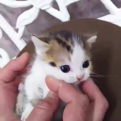 Micro-chonk