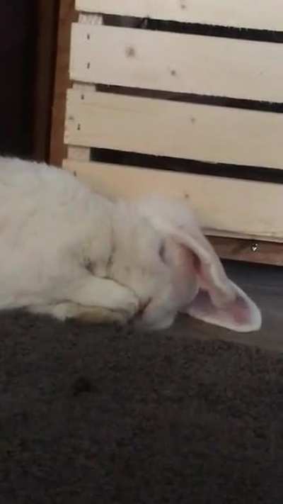 Lazy ear cleaning
