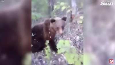 Por que n&atilde;o chutar um urso, o que poderia dar errado?