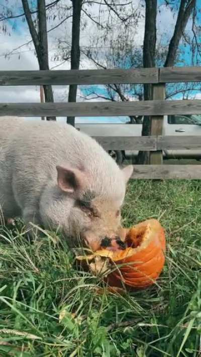 Pumpkins + Pigs ASMR! Sound up for the cutest chomps❤️ It&rsquo;s safe to say that the pigs love the holidays for the upcycled pumpkin snacks. (Woodstock Farm Sanctuary)