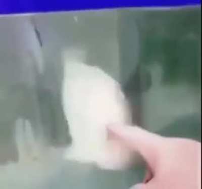 Pexe