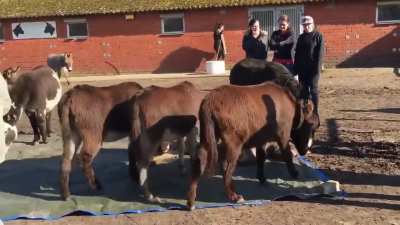 This is how a herd of donkeys react when one of their own dies. See how the leader of the herd bites in his belly to get him up. The dark donkey was his best friend, in his panic he stumbles over his neck agitating to get him up. He can&rsquo;t accept that his 