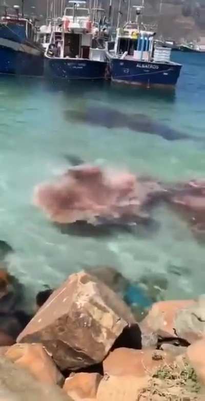 A shark eaten by something?
