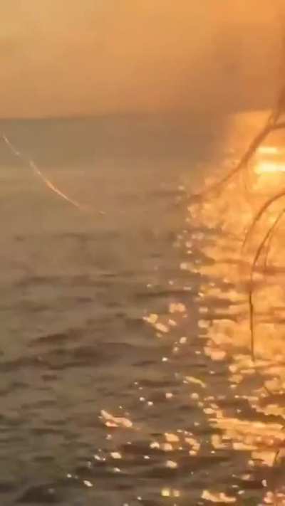 Bikini gif