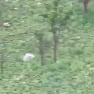 Leopard outruns a Hyena