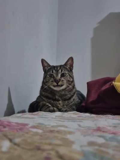 Spicy boi